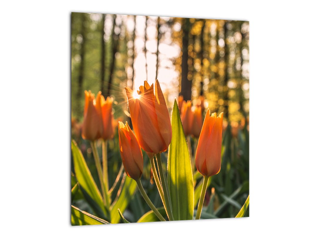 Skleněný obraz - květy tulipánů (V020195V3030GD)