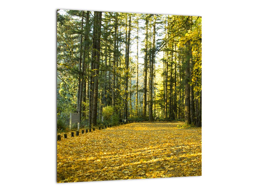 Skleněný obraz - les na podzim (V020218V3030GD)