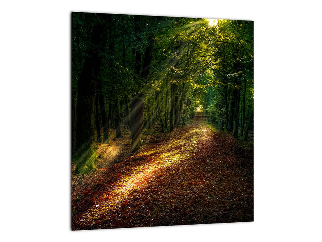 Skleněný obraz lesní cesty (V020253V3030GD)