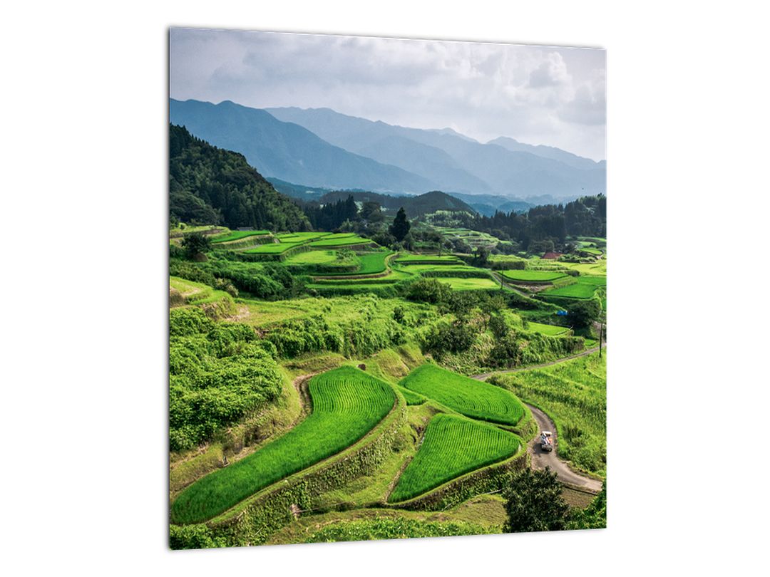 Skleněný obraz rýžových polí (V020271V3030GD)