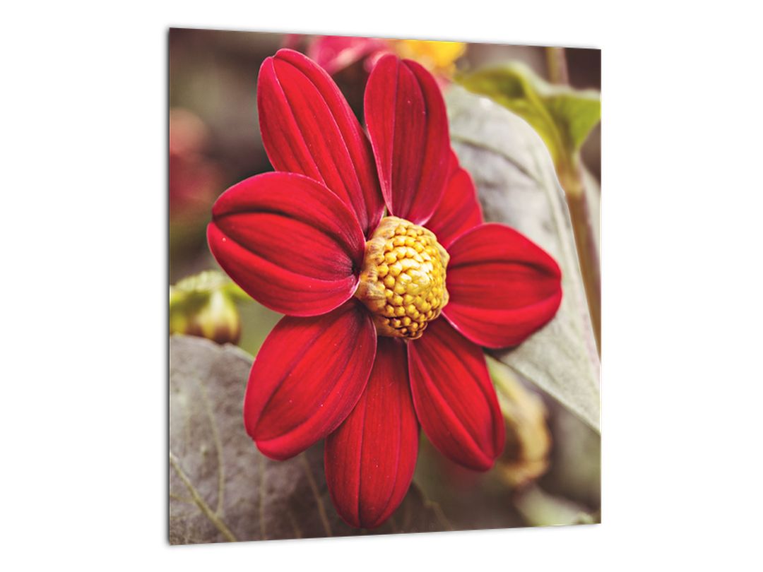 Skleněný obraz květiny (V020279V3030GD)
