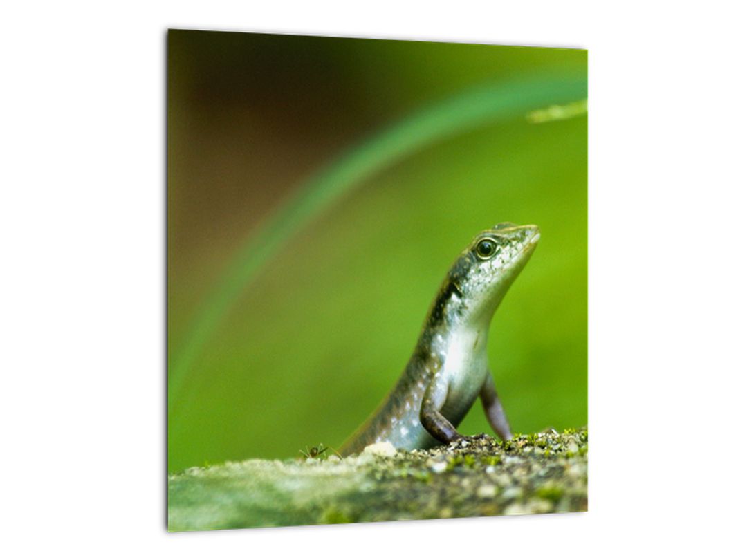 Skleněný obraz ještěrky (V020287V3030GD)