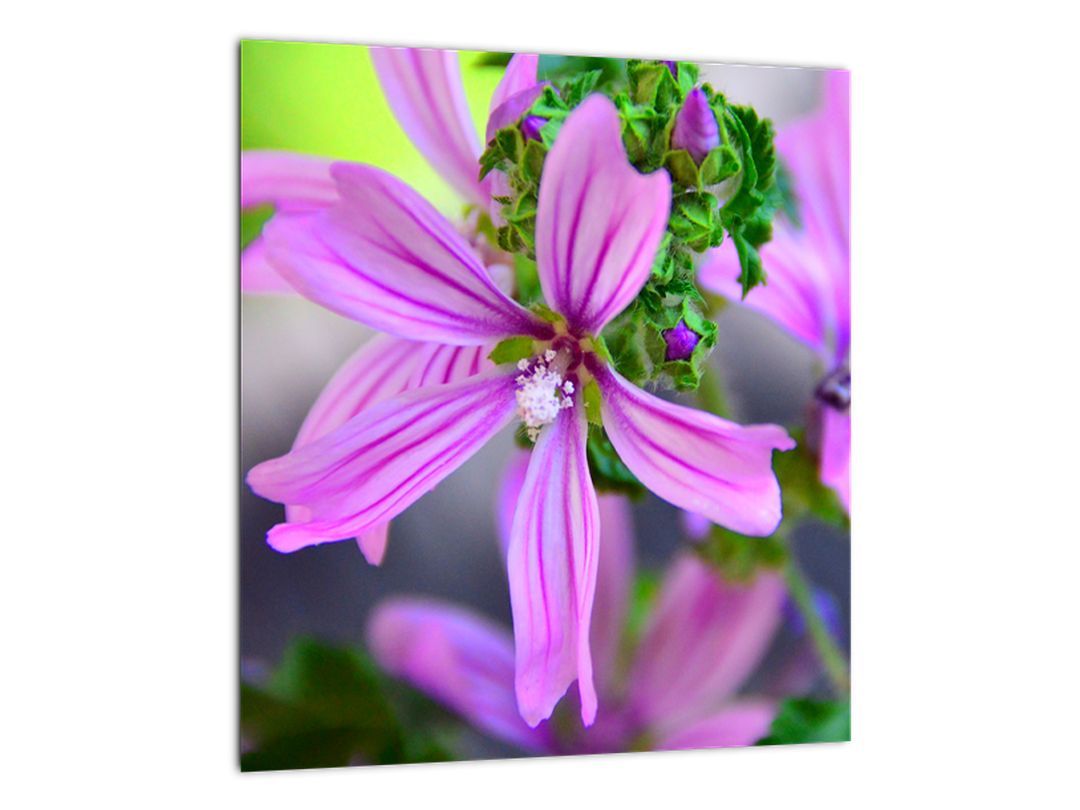 Detailní obraz květiny (V020300V3030GD)