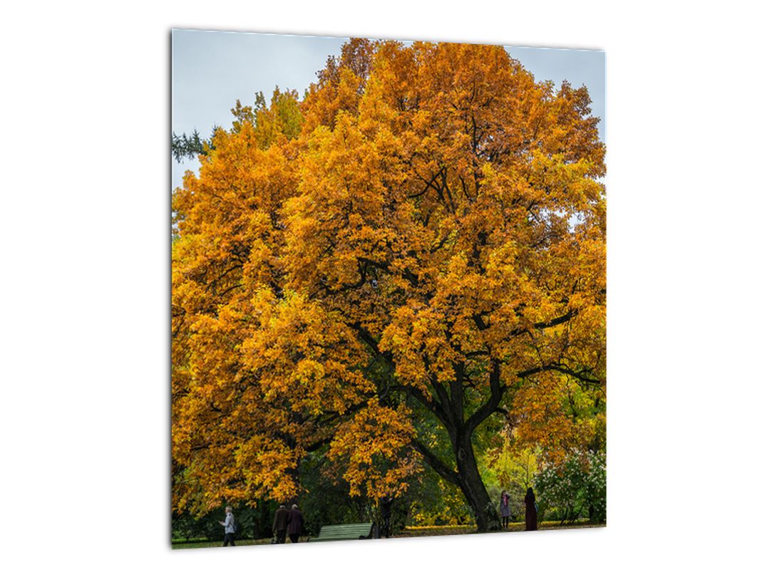 Skleněný obraz stromu (V020324V3030GD)