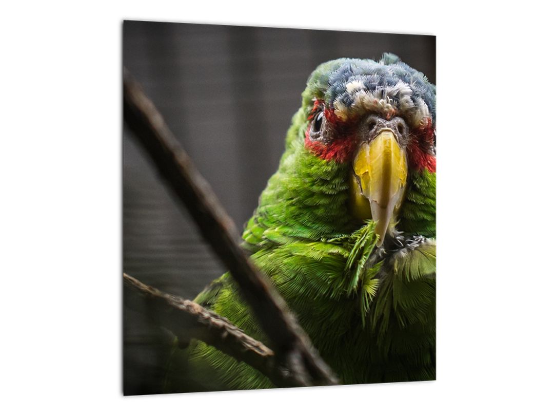 Skleněný obraz papouška (V020325V3030GD)