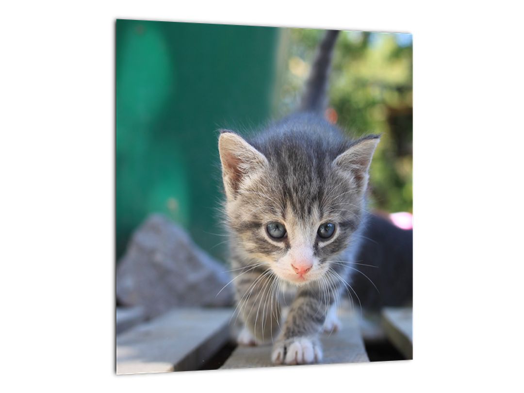 Skleněný obraz koťátka (V020380V3030GD)