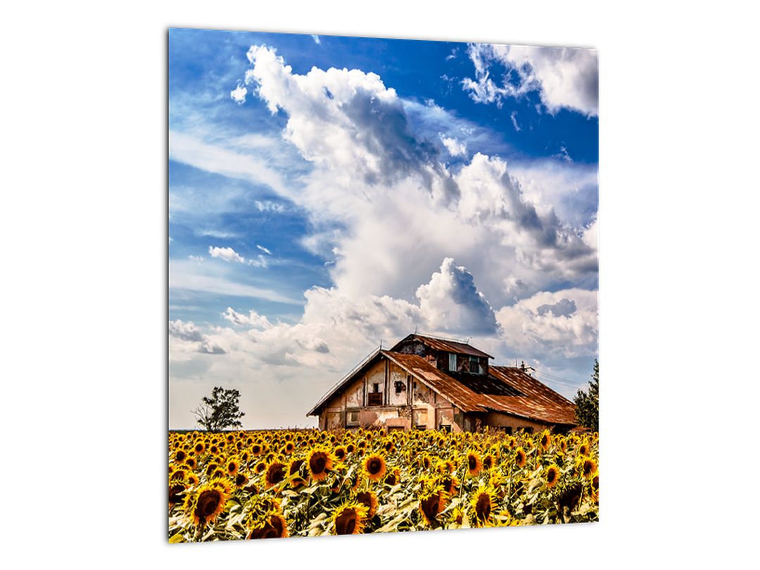 Skleněný obraz slunečnicového pole (V020405V3030GD)