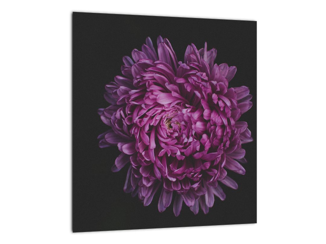Skleněný obraz fialové květiny (V020427V3030GD)