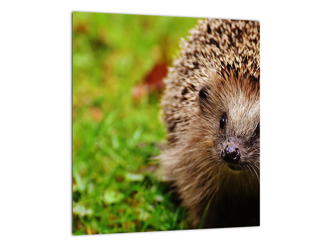 Skleněný obraz ježka (V020459V3030GD)