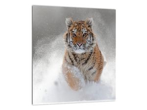 Skleněný obraz běžícího tygra ve sněhu (V020719V3030GD)