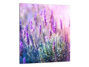 Glasschilderij - Lavendel in de zon