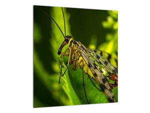 Obraz hmyzu
