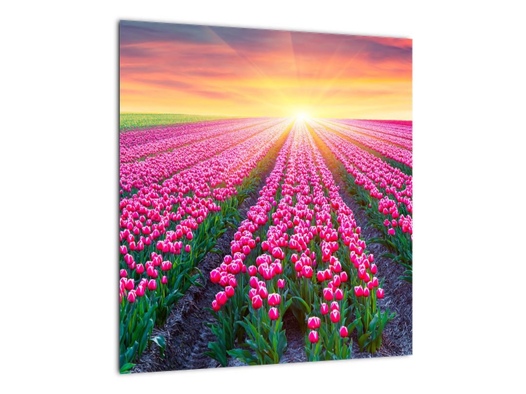 Obraz pole tulipánů se sluncem (V020554V4040)