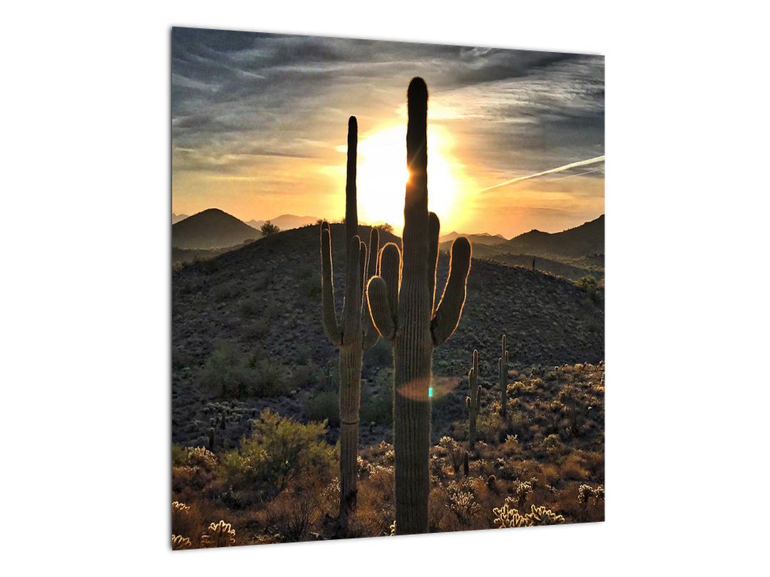 Obraz - kaktusy ve slunci (V020560V4040)