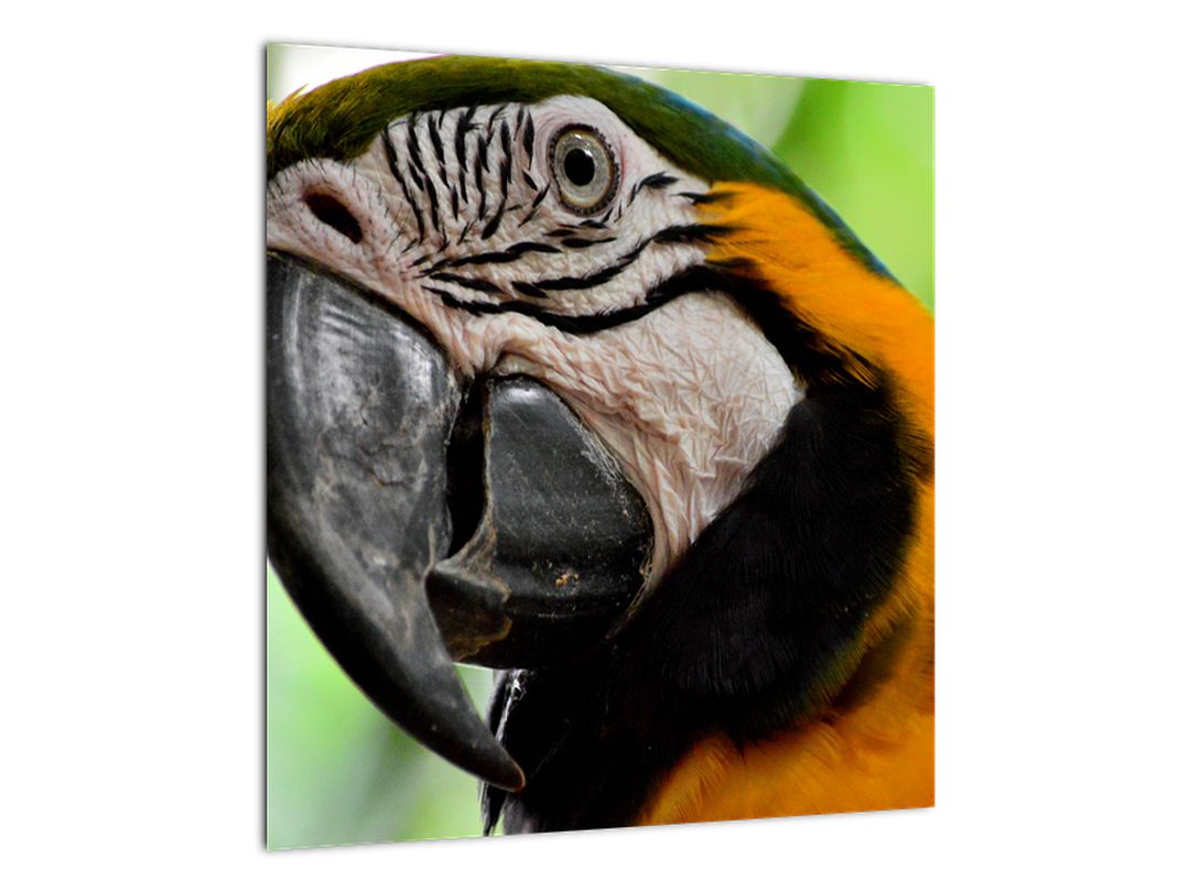 Obraz papouška (V020561V4040)