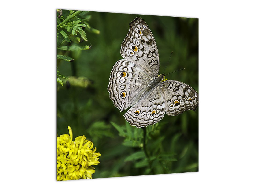 Obraz - bílý motýl (V020576V4040)