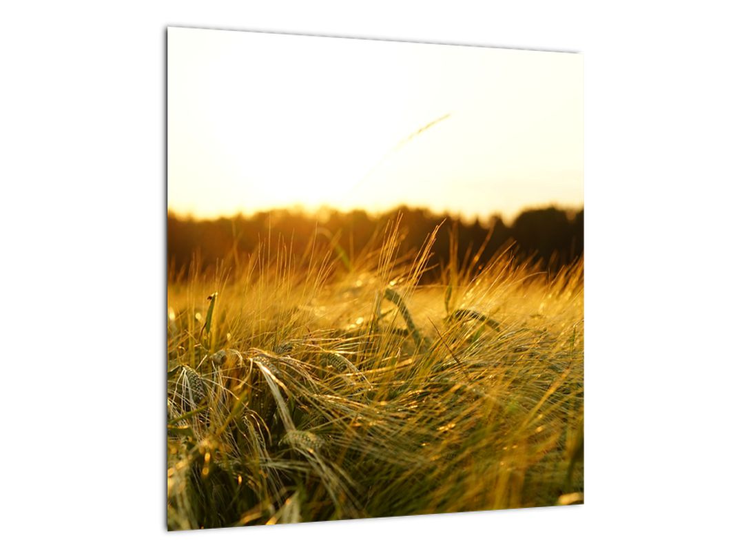 Obraz orosené trávy (V020584V4040)