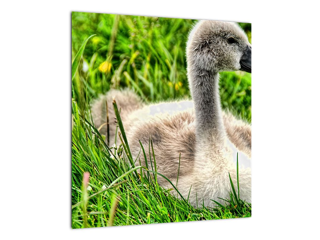 Obraz - malá labuť v trávě (V020585V4040)