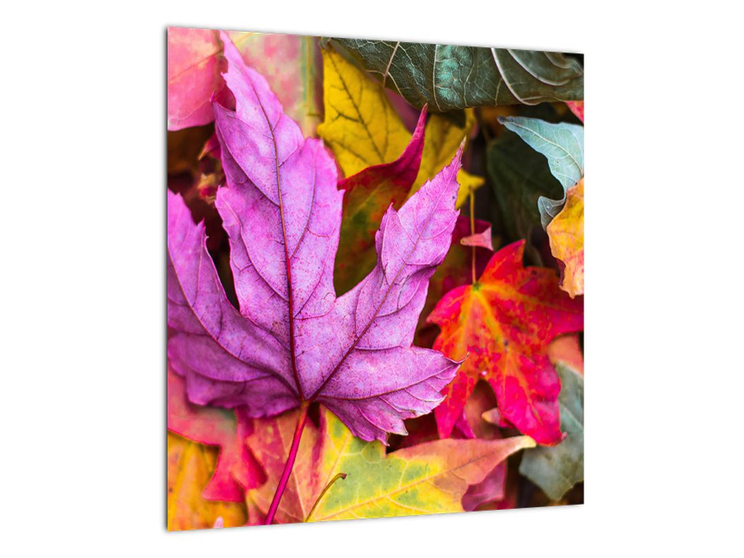 Obraz - podzimní listy (V020629V4040)