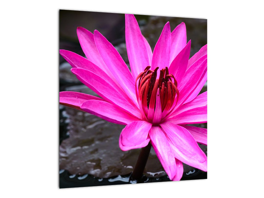 Obraz - růžový květ (V020636V4040)