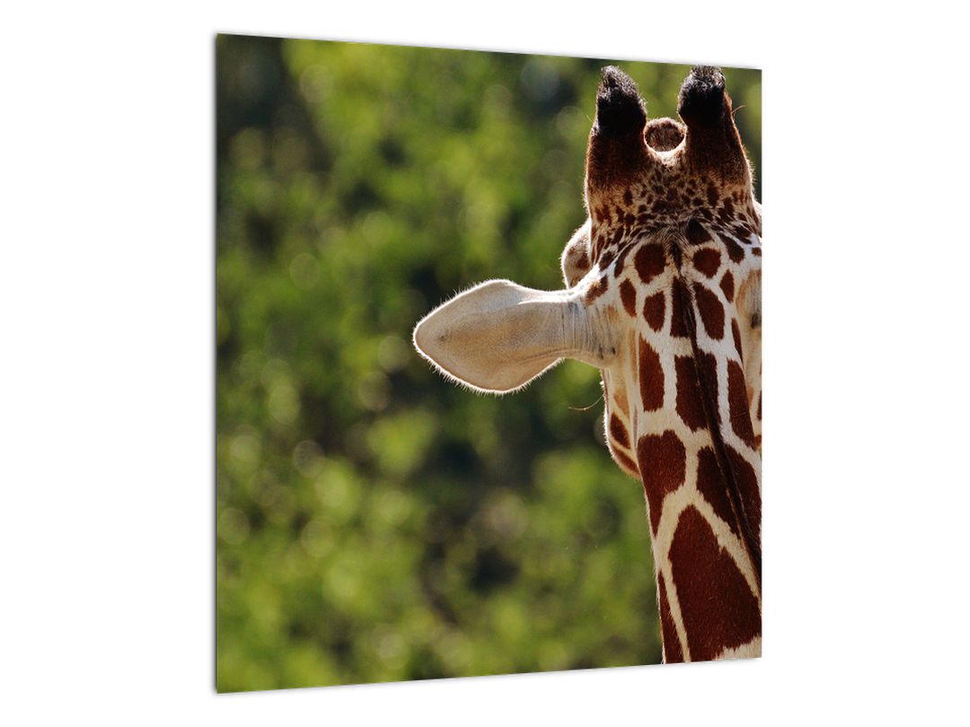 Obraz žirafy zezadu (V020638V4040)