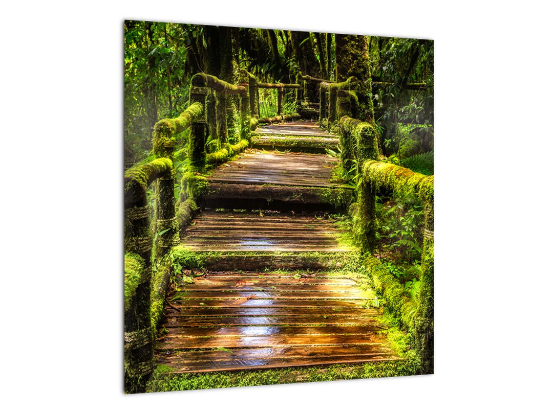 Obraz schodů v deštném pralese (V020941V4040)