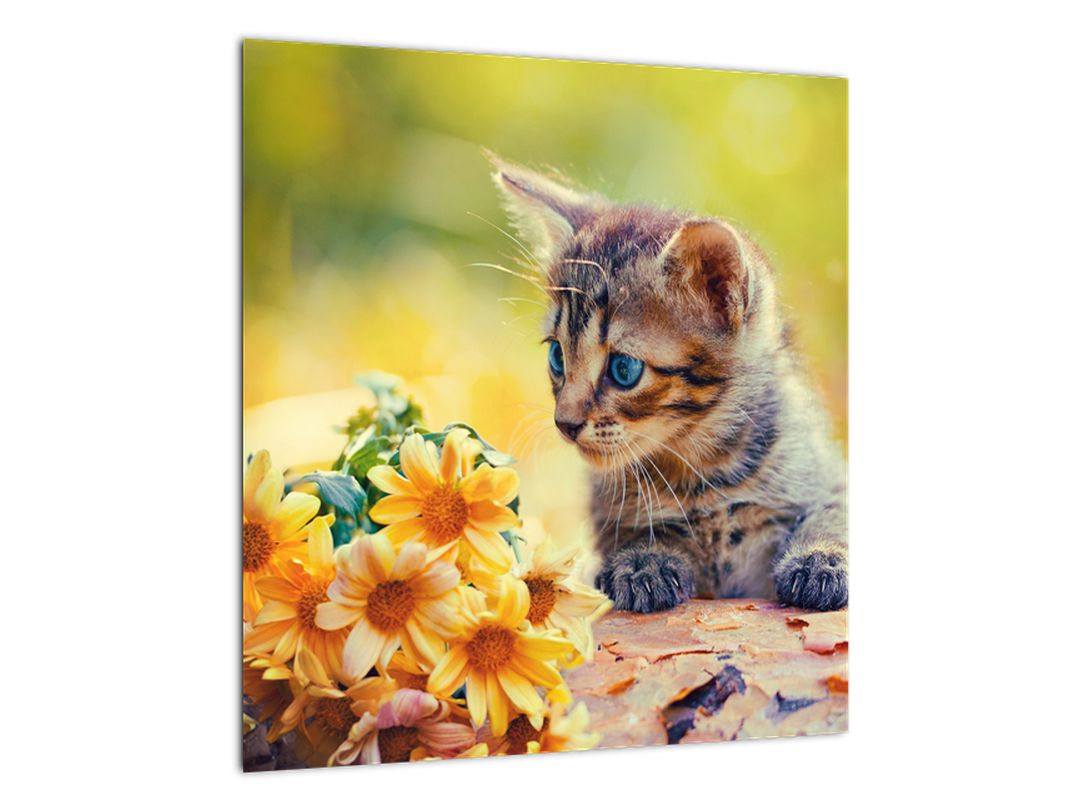 Obraz koťátka dívající se na květinu (V020943V4040)