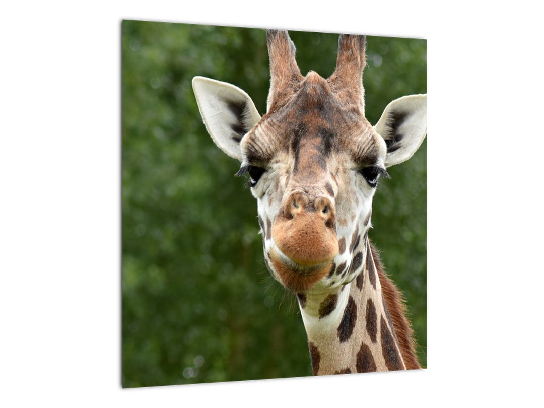 Obraz žirafy (V020969V4040)