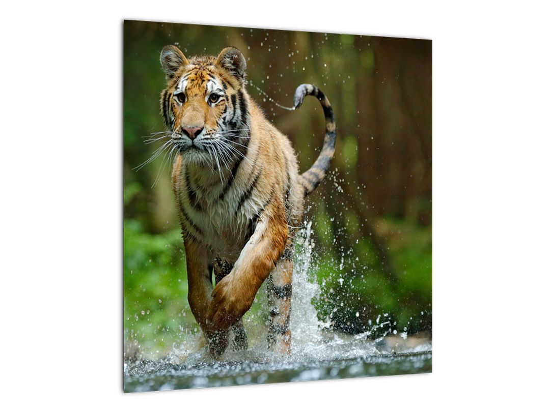 Obraz běžícího tygra (V020979V4040)