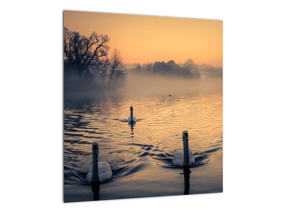 Obraz labutí na vodě v mlze (V020989V4040)