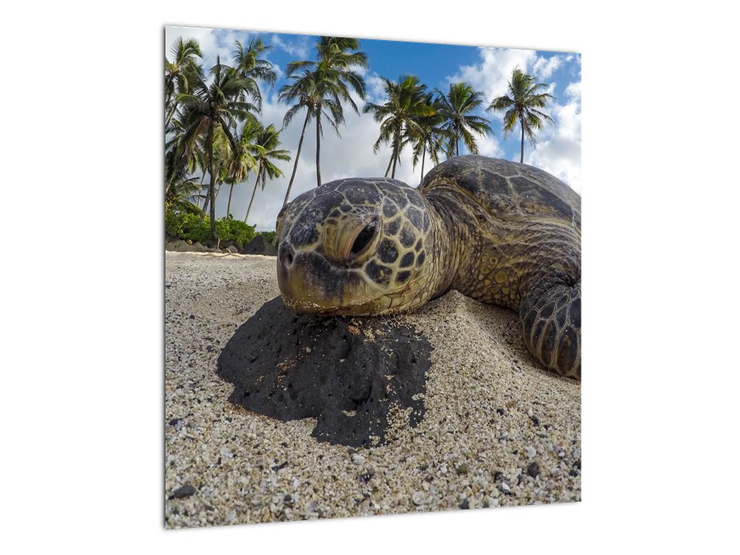 Obraz želvy (V020992V4040)