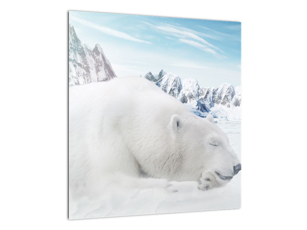 Obraz - Lední medvěd (V022322V4040)