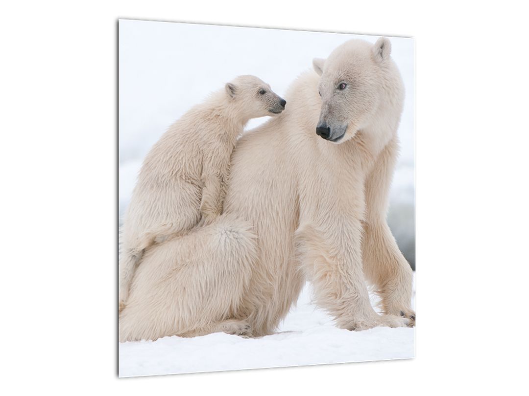 Obraz - Lední medvědi (V022334V4040)
