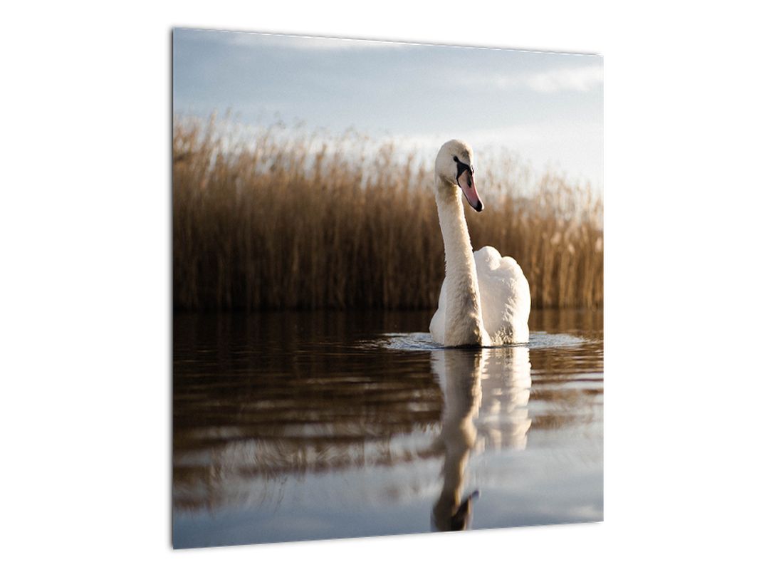 Skleněný obraz labutě (V020163V4040GD)