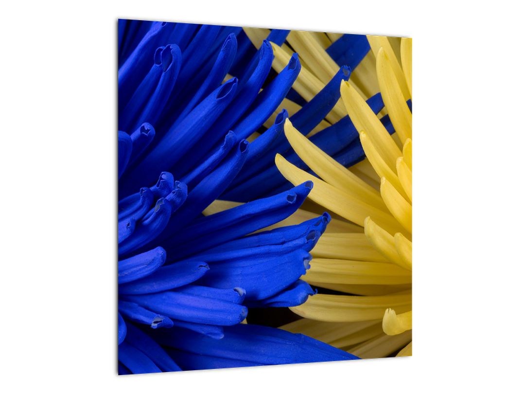 Skleněný obraz - detail květů (V020173V4040GD)