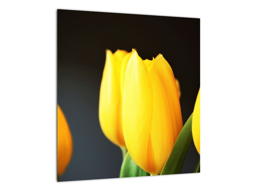 Skleněný obraz tulipánů (V020187V4040GD)