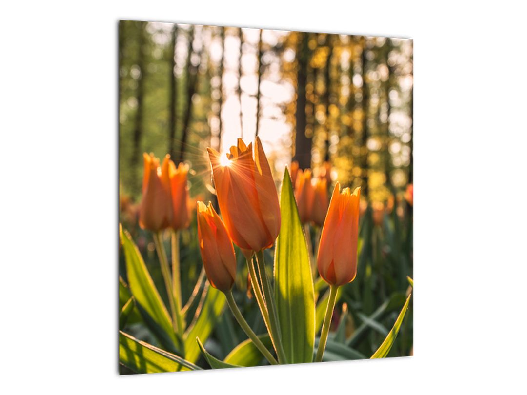 Skleněný obraz - květy tulipánů (V020195V4040GD)