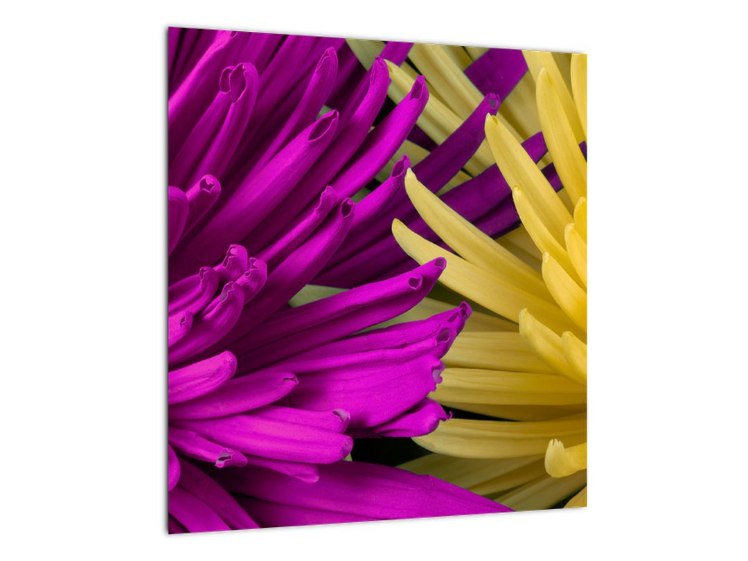 Skleněný obraz - detail květů (V020201V4040GD)