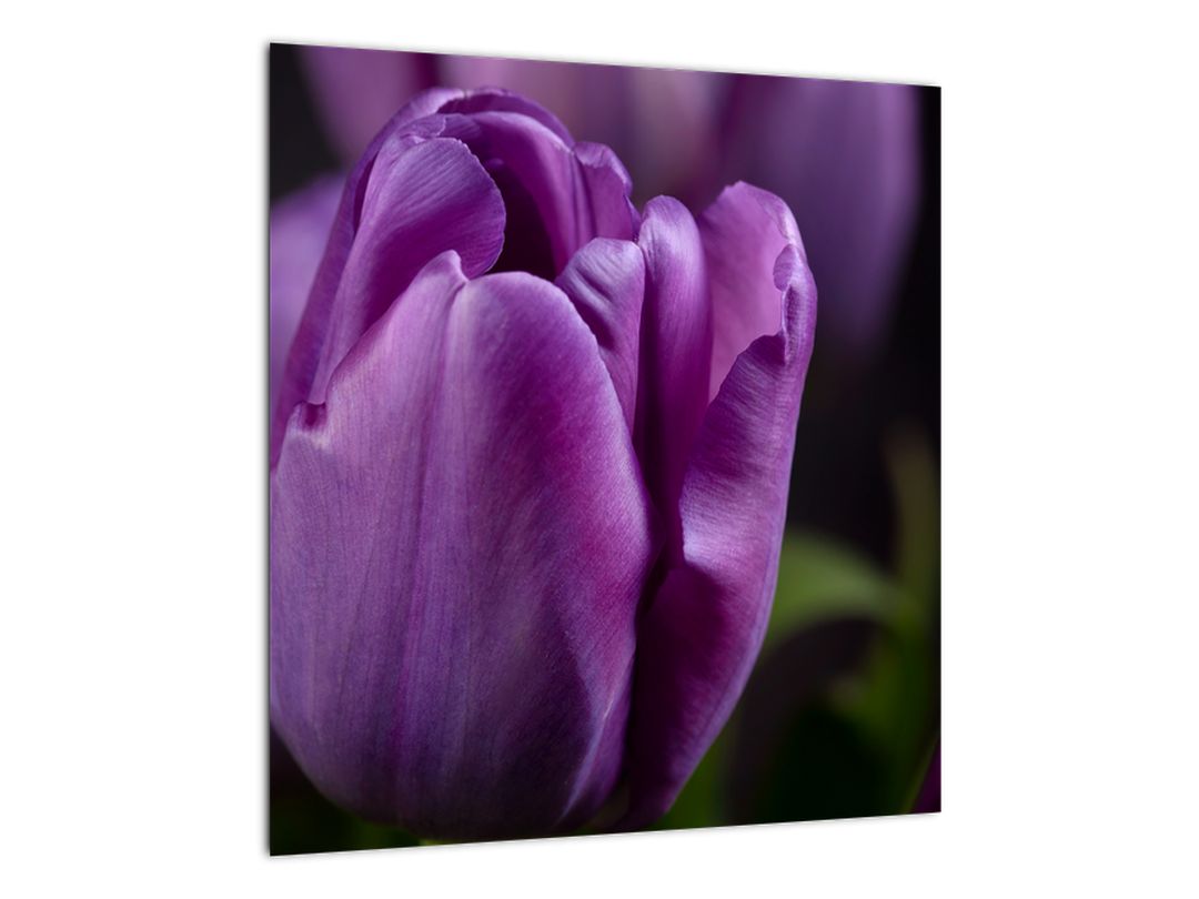 Skleněný obraz květů tulipánů (V020215V4040GD)