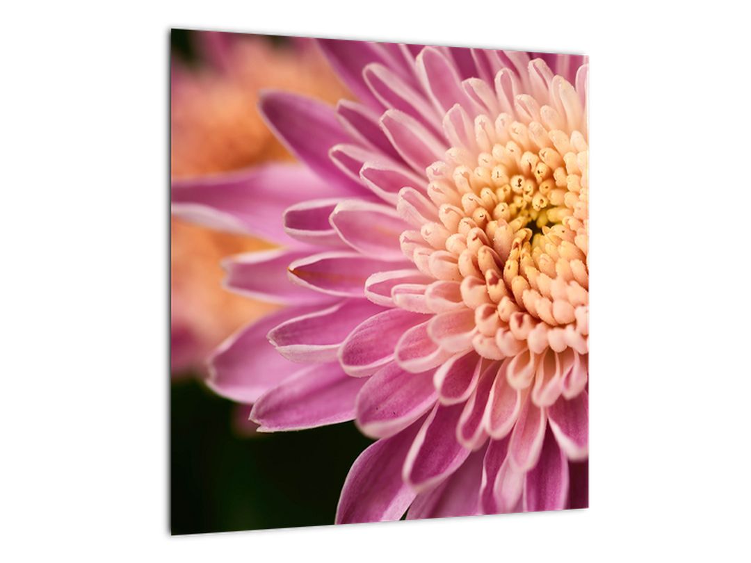 Detailní obraz květu (V020238V4040GD)
