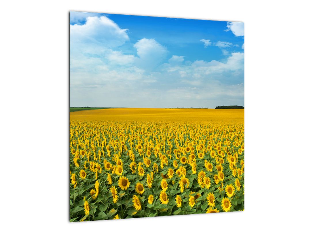 Skleněný obraz - lán slunečnic (V020250V4040GD)