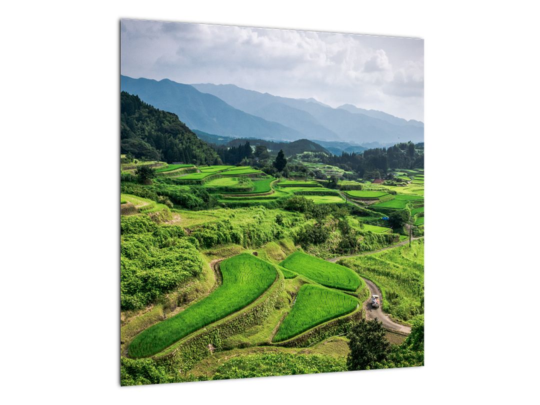 Skleněný obraz rýžových polí (V020271V4040GD)