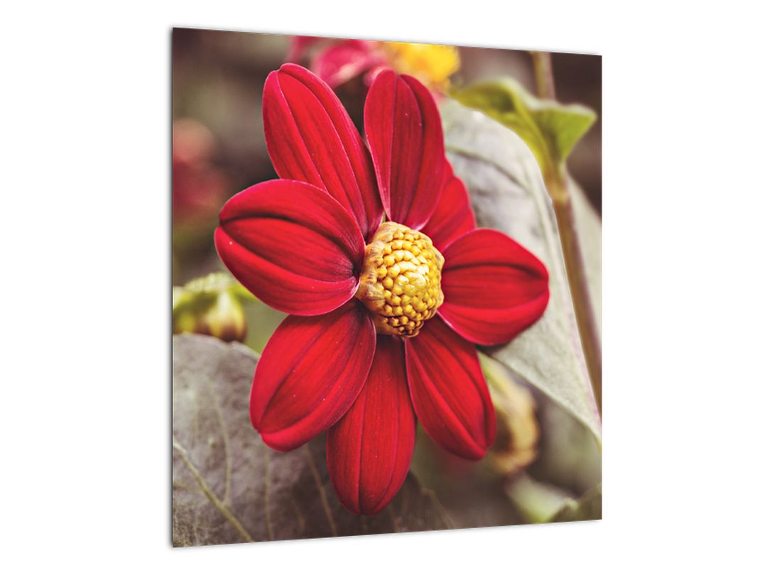 Skleněný obraz květiny (V020279V4040GD)
