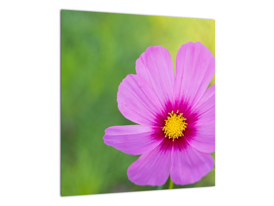 Skleněný obraz - luční květina (V020285V4040GD)