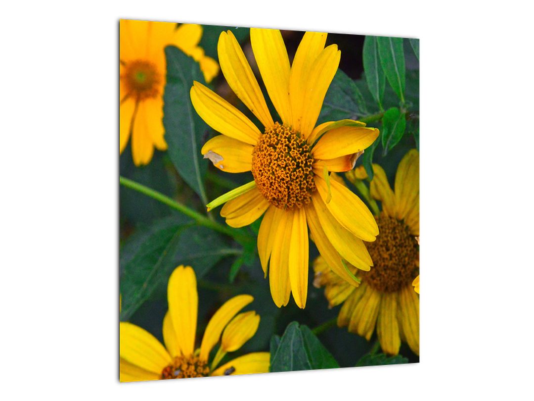Skleněný obraz žlutých květin (V020309V4040GD)