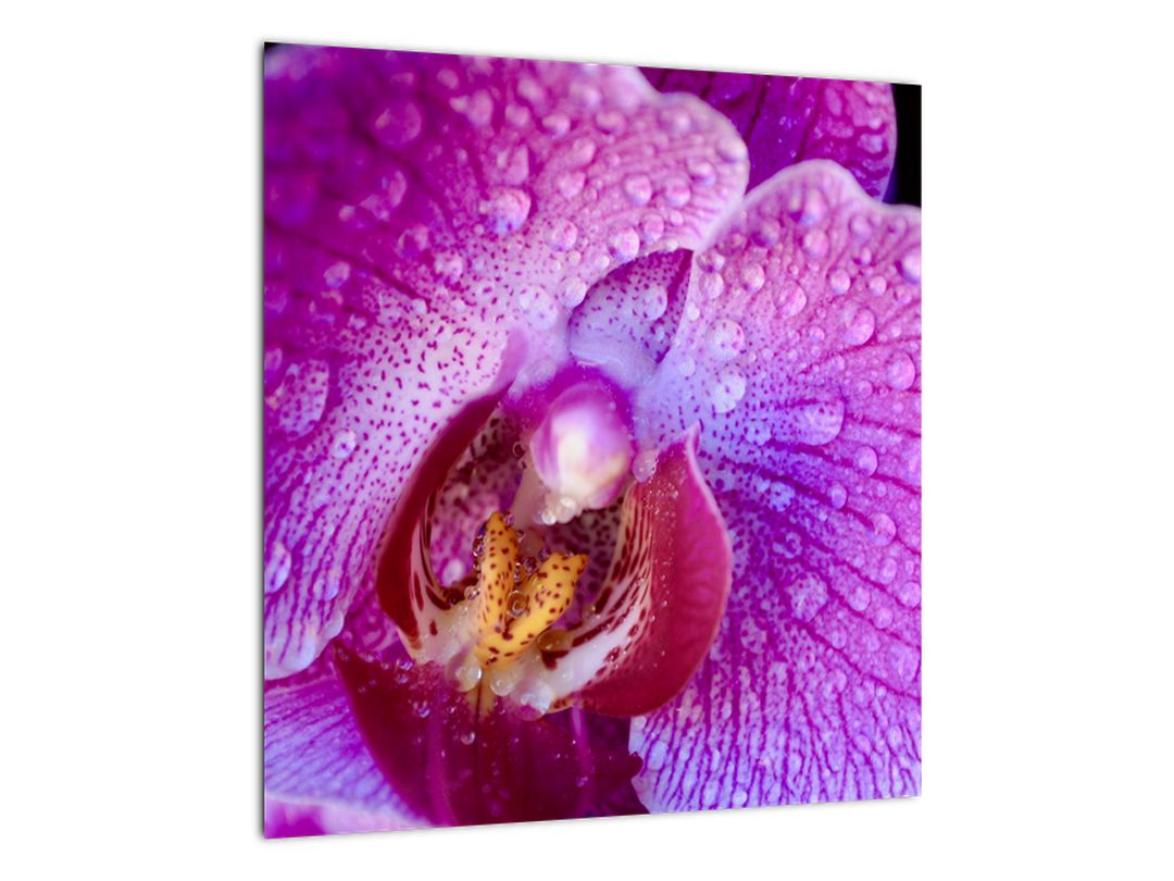 Detailní obraz květu orchideje (V020314V4040GD)