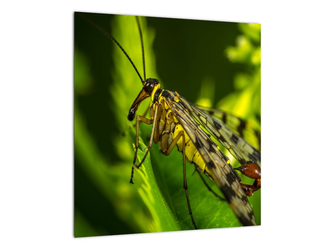Skleněný obraz hmyzu (V020326V4040GD)