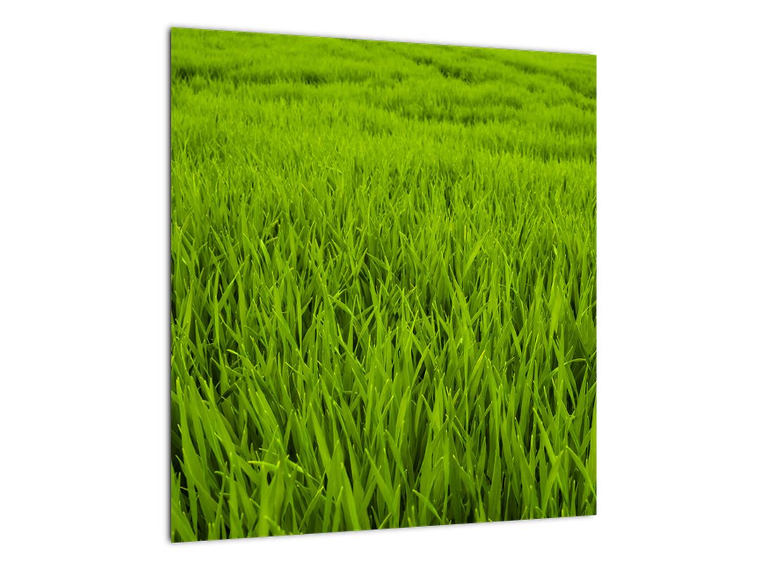 Skleněný obraz trávy (V020340V4040GD)