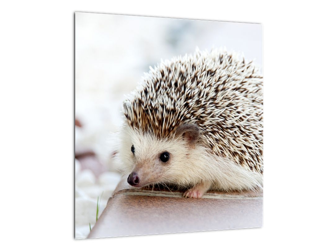 Skleněný obraz ježka (V020368V4040GD)
