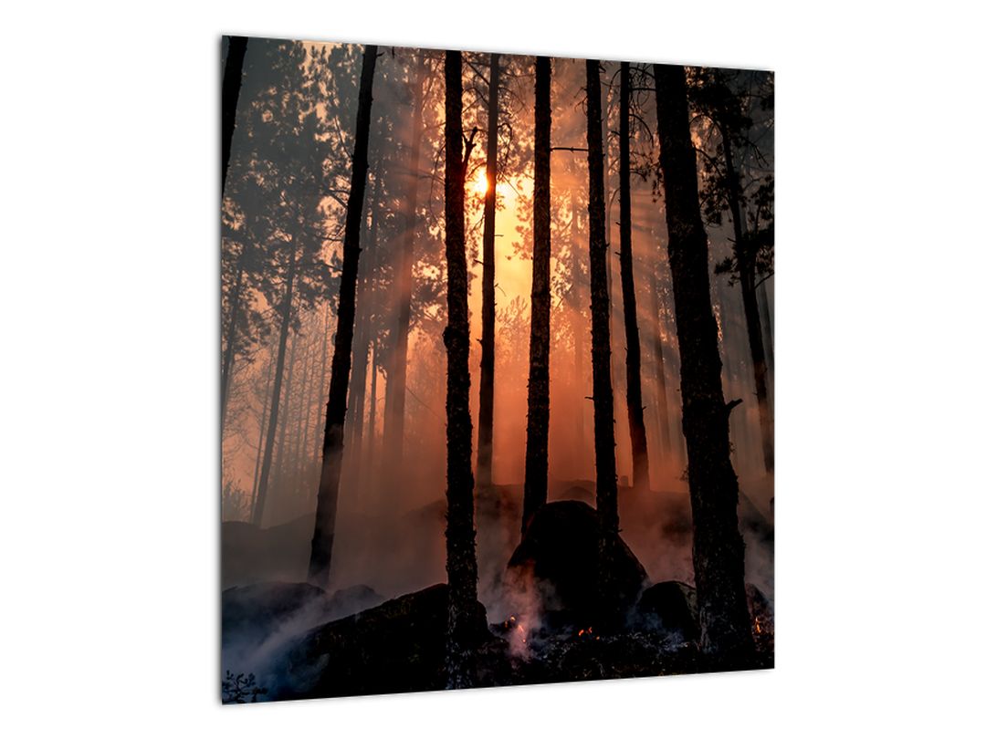 Skleněný obraz temného lesa (V020379V4040GD)